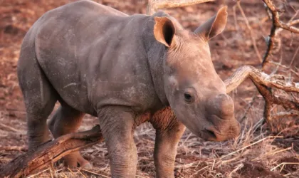 Découvrez les incroyables avantages de la kératine pour revitaliser vos cheveux