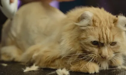 Les bienfaits d’un masque capillaire sur des cheveux secs : Pourquoi sauter le pas ?