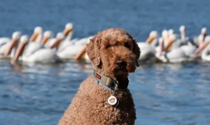 Comment faire percer son chien sur Instagram : Stratégies insolites pour en faire une star des réseaux