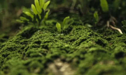 Soutenir le parcours de procréation médicalement assistée grâce aux bienfaits du massage