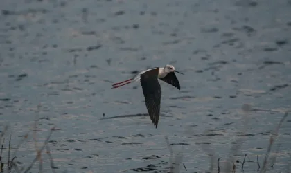 Droskop : que peut-on y télécharger ?