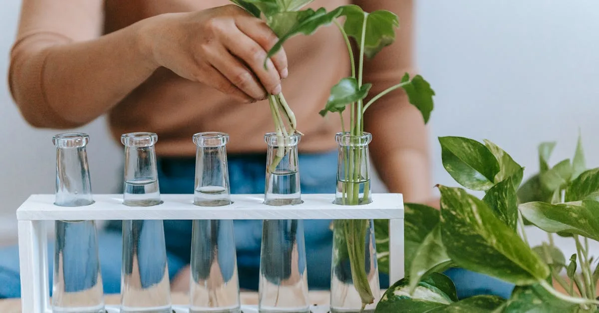 découvrez le pothos, cette plante d'intérieur incontournable, réputée pour sa facilité d'entretien et son feuillage luxuriant. apprenez à en prendre soin, ses bienfaits pour l'air intérieur et comment l'intégrer dans votre décoration.