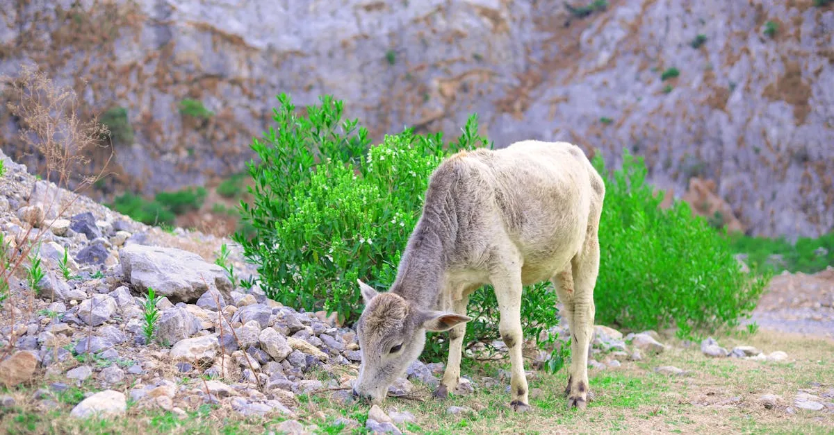 découvrez notre collection de bottes pour mollets larges, alliant confort et style. parfaites pour toutes les occasions, ces bottes vous offrent une coupe idéale tout en ajoutant une touche tendance à votre garde-robe. explorez nos modèles variés et trouvez la paire qui vous sublimera.