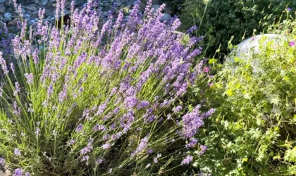 Eau florale de lavande : bienfaits cachés pour les peaux sujettes à l’eczéma Eau florale de lavande : bienfaits cachés pour les peaux sujettes à l’eczéma