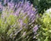 Eau florale de lavande : bienfaits cachés pour les peaux sujettes à l’eczéma Eau florale de lavande : bienfaits cachés pour les peaux sujettes à l’eczéma