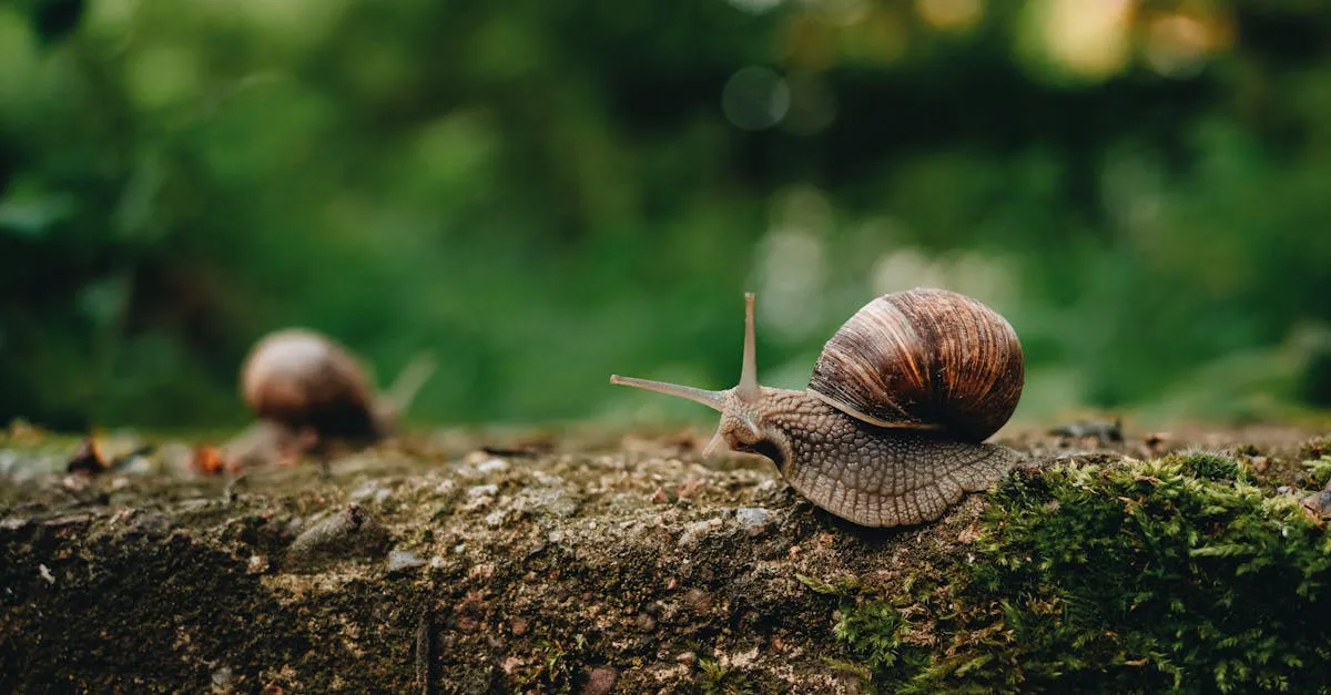 snail mucin (bave d’escargot) : actif hydratant et réparateur qui apaise, booste l’éclat et renforce la barrière cutanée. usages et précautions.