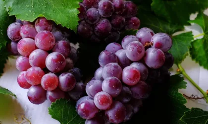 Existe-t-il un collagène en poudre végétal vraiment efficace ? Existe-t-il un collagène en poudre végétal vraiment efficace ?