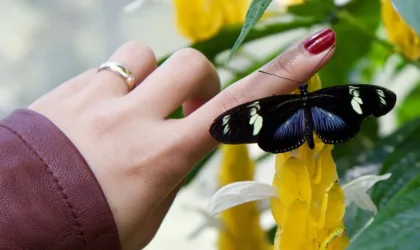 Ongle noir après un choc : combien de temps faut-il pour guérir ? Ongle noir après un choc : combien de temps faut-il pour guérir ?