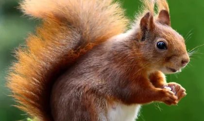 Voir un écureuil traverser la route signification : quel message spirituel se cache derrière ?