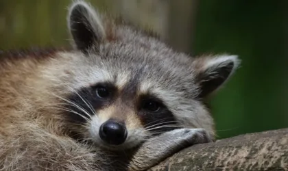 28 recettes masque visage : quelles sont les plus efficaces selon votre type de peau ?