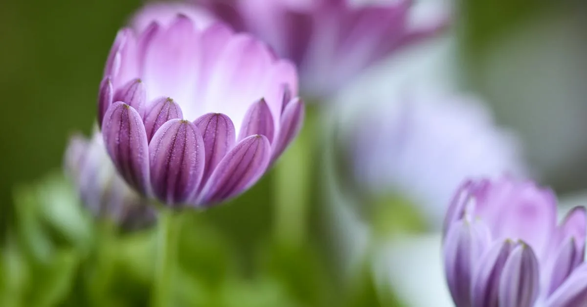 découvrez les bienfaits de la naturopathie pour améliorer votre bien-être naturellement grâce à des méthodes douces et personnalisées.