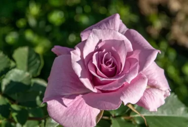 Naturopathe Landes julienaturame.fr : qui est cette praticienne et que propose-t-elle ?