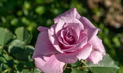 Naturopathe Landes julienaturame.fr : qui est cette praticienne et que propose-t-elle ?