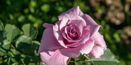 Naturopathe Landes julienaturame.fr : qui est cette praticienne et que propose-t-elle ?