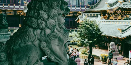 Buxus chinensis : est-ce un bon choix pour le jardin et la déco ?