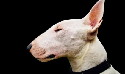 Quiz chiens animalcenter.fr : quelle race correspond à votre personnalité ?