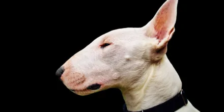Quiz chiens animalcenter.fr : quelle race correspond à votre personnalité ?