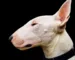 Quiz chiens animalcenter.fr : quelle race correspond à votre personnalité ?