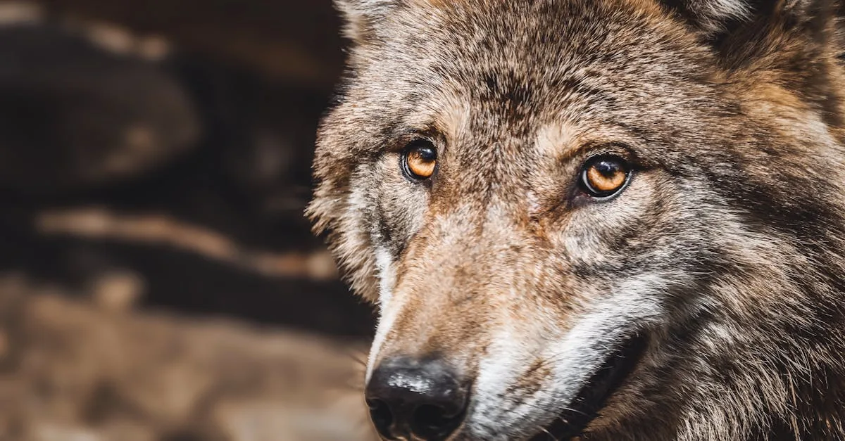 découvrez la signification profonde des totems animaux et apprenez comment ces symboles peuvent guider votre vie spirituelle et personnelle.