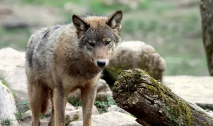 Quiz connaître son animal totem ebm-masa.org : découvrez votre symbole spirituel