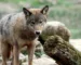 Quiz connaître son animal totem ebm-masa.org : découvrez votre symbole spirituel