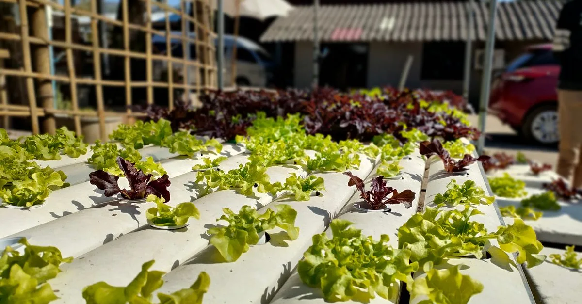 découvrez les meilleures techniques pour optimiser l'aquaponie et maximiser la production durable de poissons et de plantes grâce à l'intégration efficace des systèmes aquatiques et agricoles.