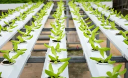 Comment optimiser la culture combinée de poissons et de plantes de manière efficace
