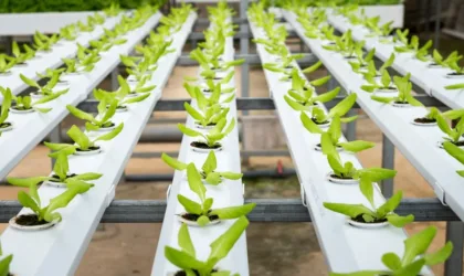 Comment optimiser la culture combinée de poissons et de plantes de manière efficace