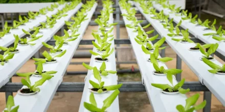 Comment optimiser la culture combinée de poissons et de plantes de manière efficace