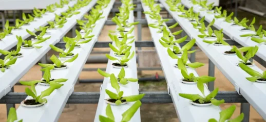 Comment optimiser la culture combinée de poissons et de plantes de manière efficace