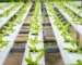 Comment optimiser la culture combinée de poissons et de plantes de manière efficace Comment optimiser la culture combinée de poissons et de plantes de manière efficace
