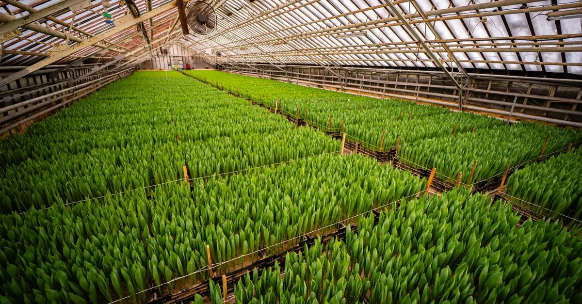 découvrez l'agriculture écologique innovante qui allie respect de l'environnement et techniques modernes pour un avenir durable.