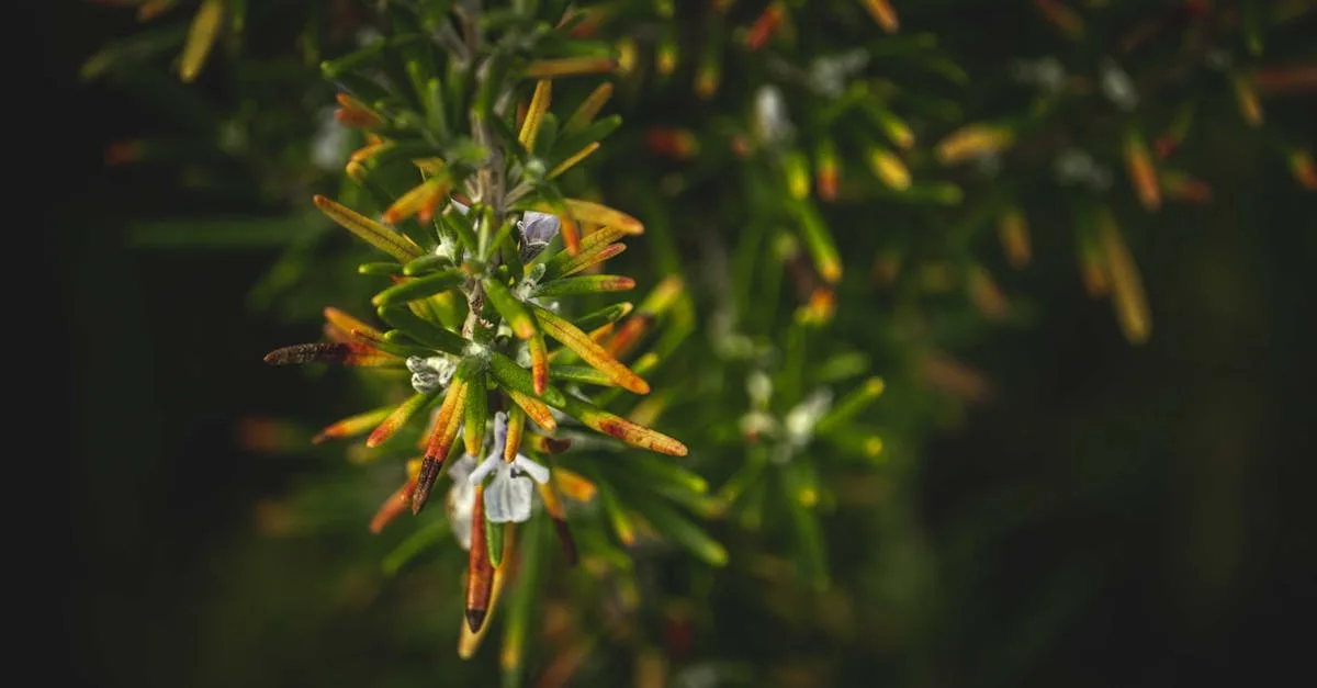 découvrez comment le romarin peut stimuler la croissance de vos cheveux naturellement et renforcer leur santé grâce à ses propriétés bénéfiques.