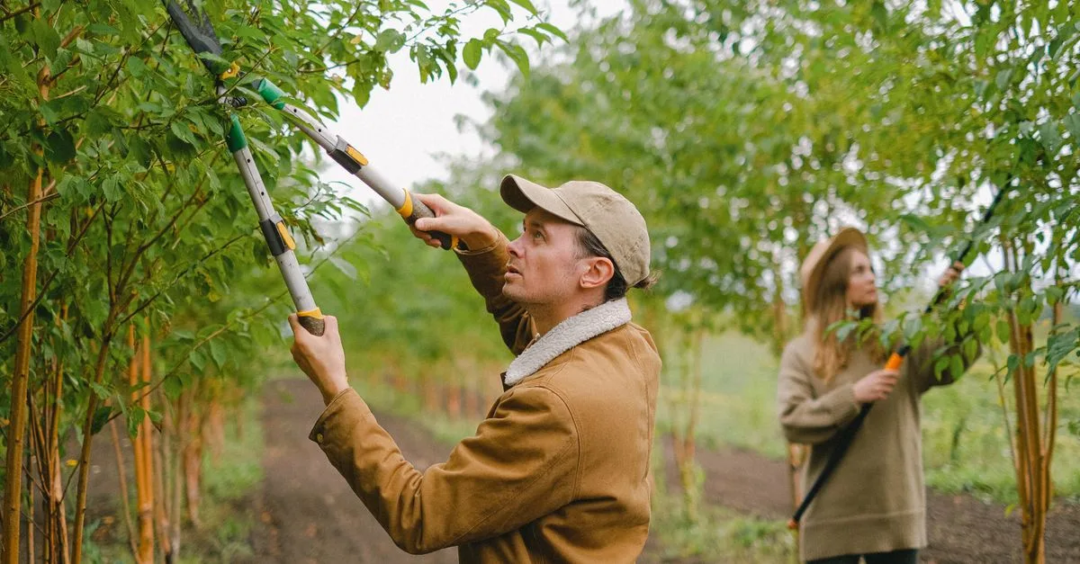 découvrez les techniques efficaces de taille pour entretenir vos plantes, favoriser leur croissance et améliorer leur santé.