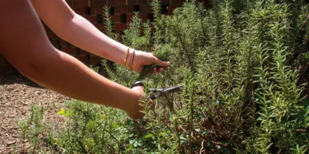Comment choisir et tailler vos plantes efficacement pour un jardin sain