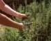 Comment choisir et tailler vos plantes efficacement pour un jardin sain Comment choisir et tailler vos plantes efficacement pour un jardin sain