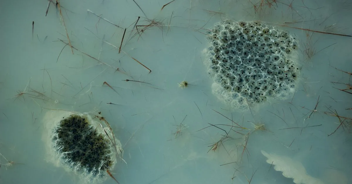 découvrez l'univers des gélotophiles, passionnés par le froid et la glace, et explorez leurs activités et centres d'intérêt liés aux environnements glacés.